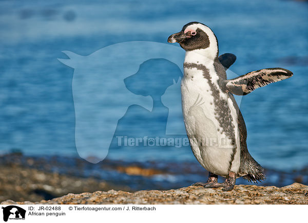 African penguin / JR-02488