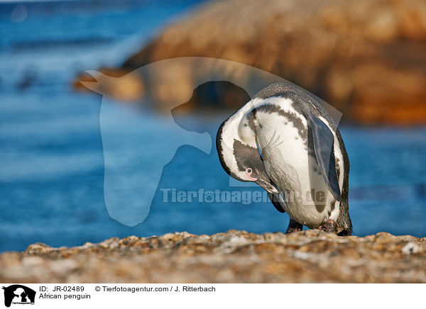 African penguin / JR-02489