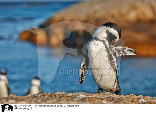 Brillenpinguin / African penguin / JR-02490
