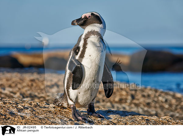 Brillenpinguin / African penguin / JR-02495