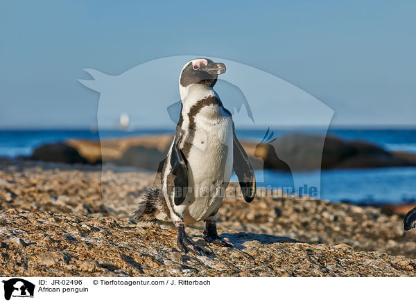 African penguin / JR-02496