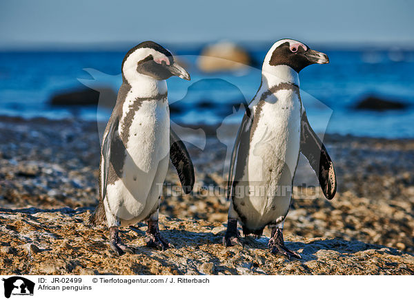 African penguins / JR-02499