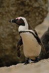 African penguin