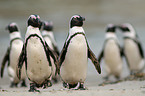 African penguin