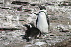 African Penguins