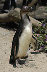 African penguin