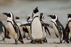 African penguins