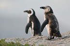 African penguins