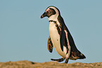 African penguin