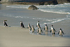 African Penguins