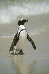 African Penguin