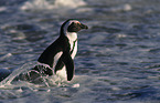 African Penguin