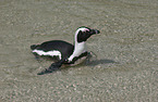 African Penguin