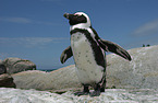 African Penguin