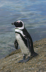 African Penguin