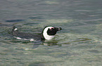 African Penguin