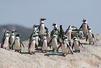 African Penguins