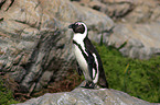 African Penguin