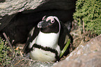 African Penguin