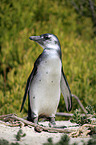 African Penguin