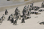 African Penguins