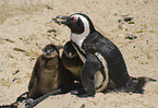 African Penguins