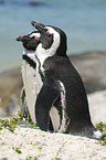 African Penguins