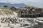 African Penguins