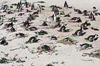 African Penguins