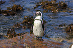 African Penguin