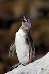 African Penguin