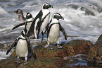 African Penguins