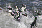 African Penguins