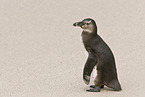 African Penguin