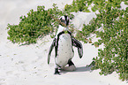 African Penguin