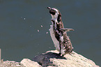 African Penguin