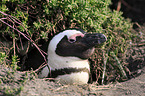 African Penguin