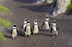 African Penguins