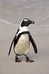 African Penguin