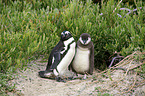 African Penguins