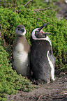 African Penguins