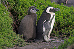 African Penguins