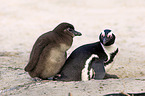 African Penguins