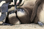 African Penguins