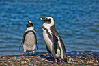 African penguins