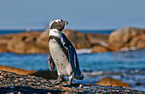 African penguin