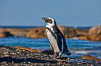 African penguin