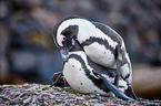 African penguins