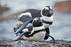 African penguins