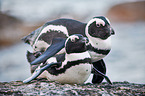 African penguins